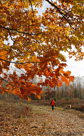 A Walk in the Fall