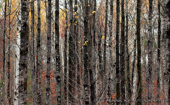 Aspen and Birch