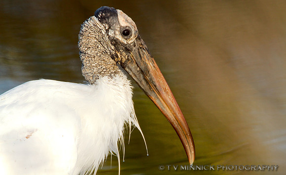 Wood Stork