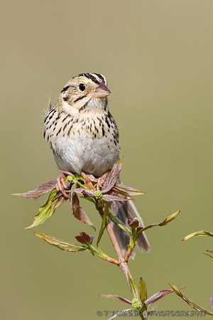 Henslow's Sparrow