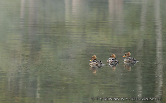 Hooded Merganser Females