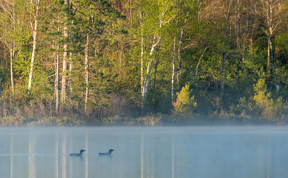 Loons on Lake Fog
