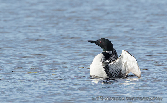 Common Loon