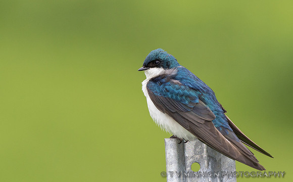 Tree Swallow
