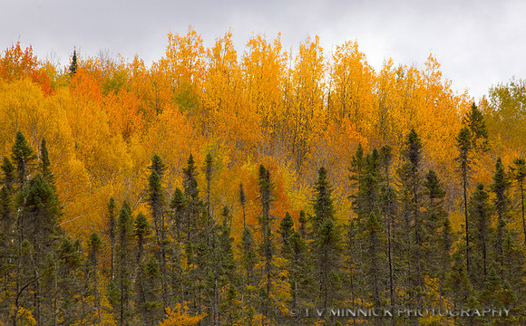 Green and Gold