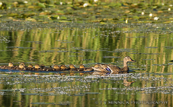 Mallard Family
