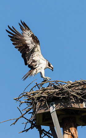 Osprey Returning to the Nest