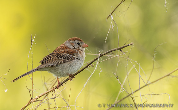 Field Sparrow