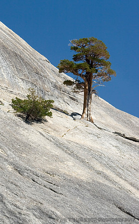 Tree and Rock