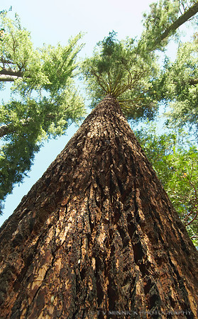 Giant Sequoia