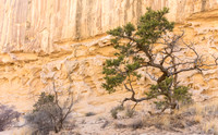 Tree and Crack Canyon Wall