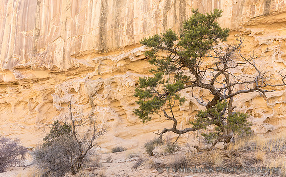Tree and Crack Canyon Wall