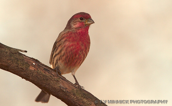 House Finch
