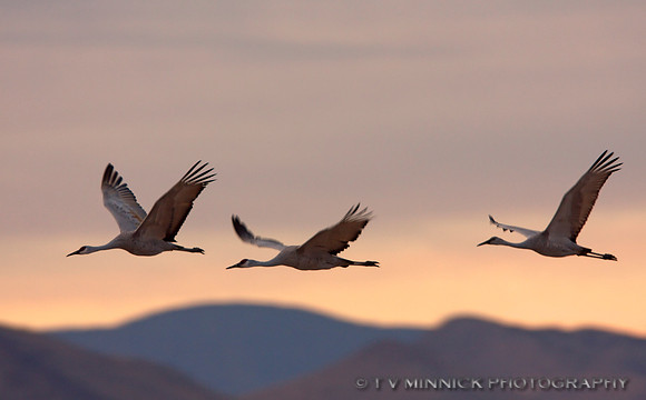 A Trio of Sandhills