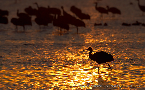 Sandhill Crane