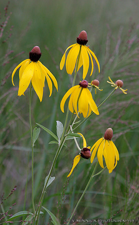 Yellow Coneflower