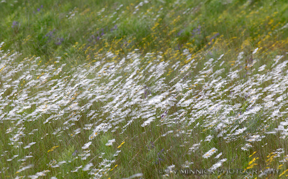Windblown Flowers