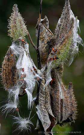 Milkweed