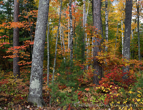Northwoods Color