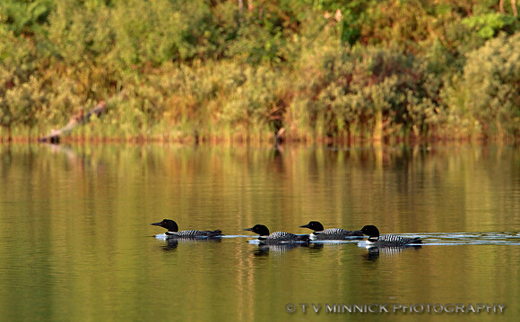 A Gathering of Loons
