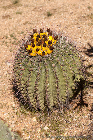 Barrel Cactus