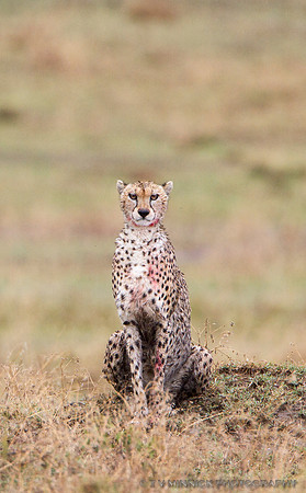 Cheetah Watching