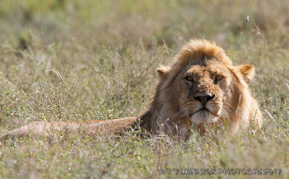 Resting Lion