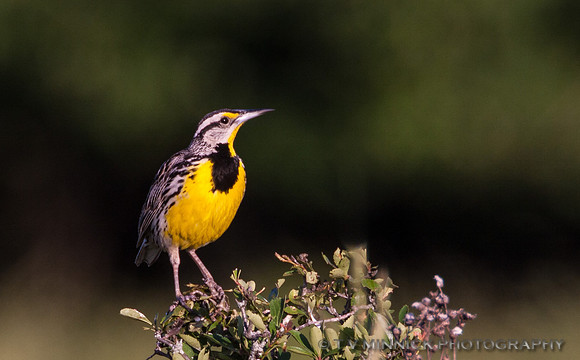 Eastern Meadowlark