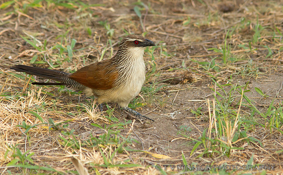 White-browed Coucal