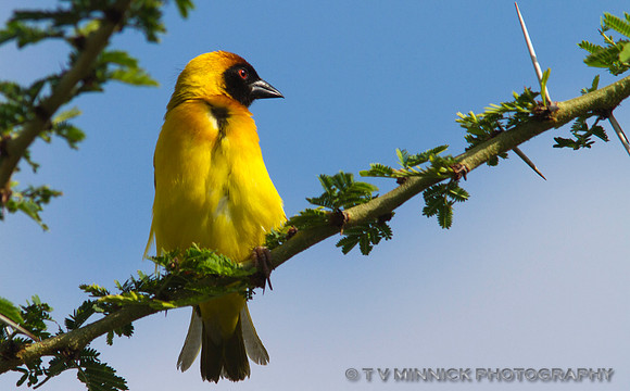 Black-headed Weaver