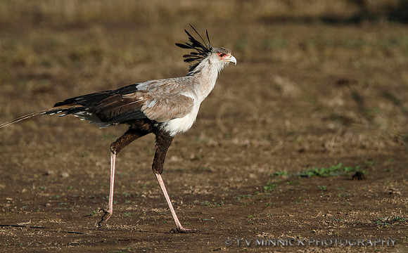 Secretary Bird