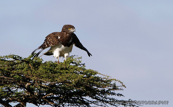 Martial Eagle