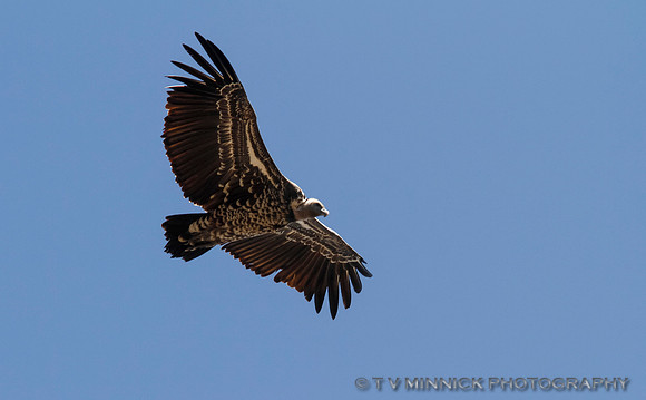 Lappet-faced Vulture