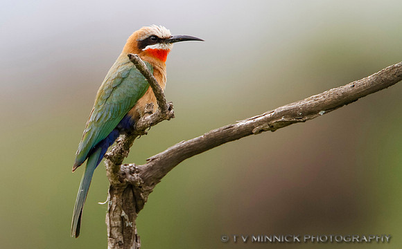 White-fronted Bee-eater