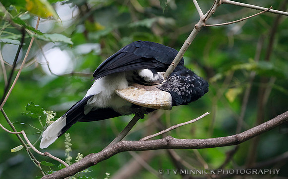 Preening Silvery-cheeked Hornbill