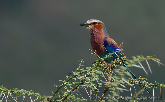 Lilac-breasted Roller