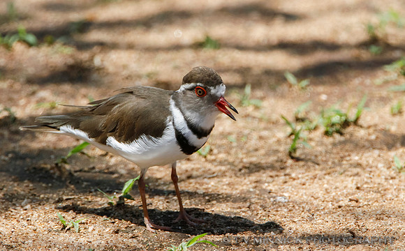 Three-banded Plover