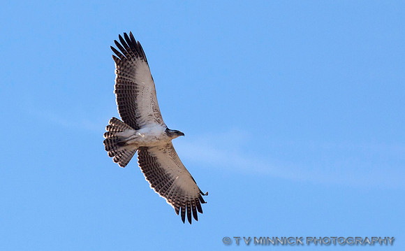Martial Eagle (immature)