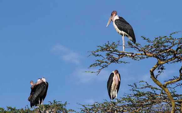 Marabou Stork