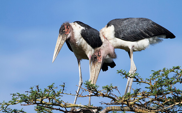 Marabou Stork