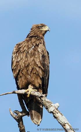 Steppe Eagle