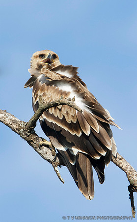 Tawny Eagle immature