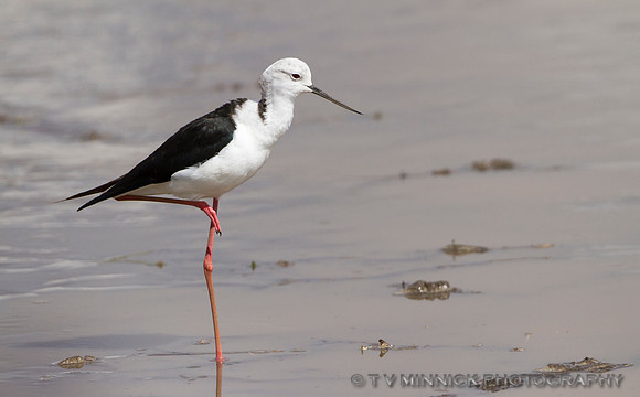 Black-winged Stilt
