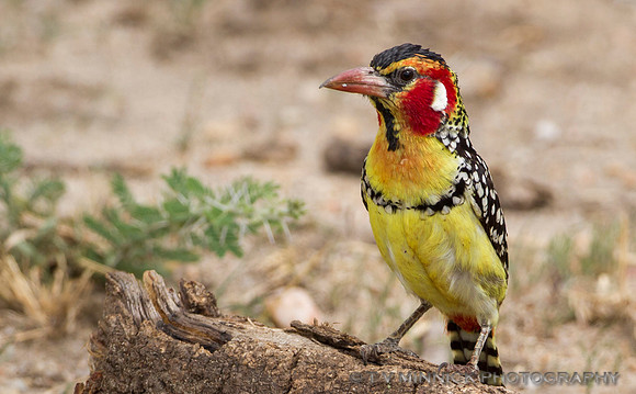 Red and Yellow Barbet