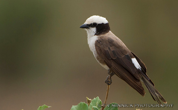 Northern White-crowned Shrike