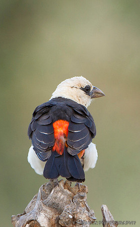 White-headed Buffalo-weaver