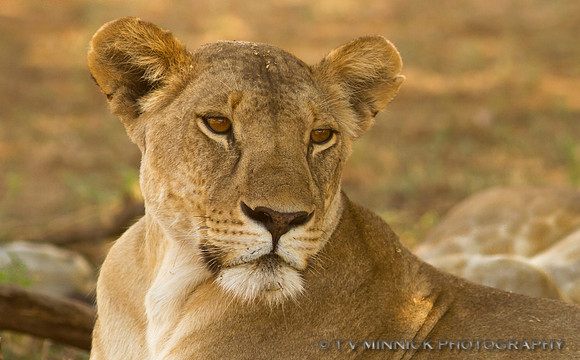 Portrait of a Lioness