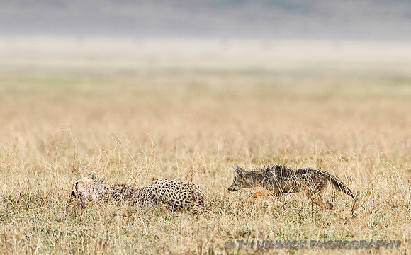 Jackal and Cheetah