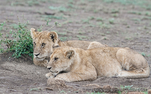 Lion Cubs
