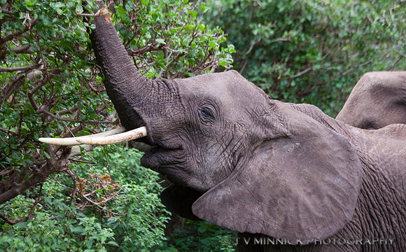 Elephant Feeding